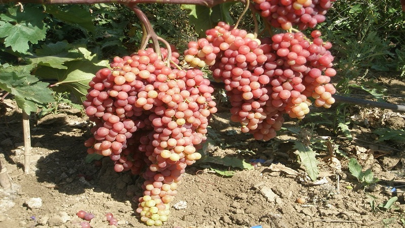 Delicate, fragrant Veles grape variety from Ukrainian breeders