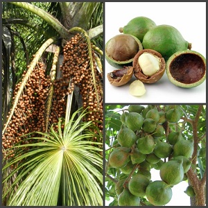 Why macadamia nut is useful and harmful for women: composition, application, reviews