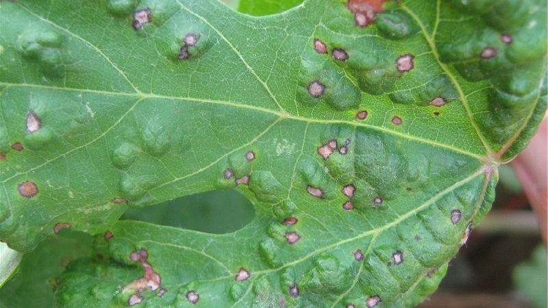 Diseases and pests of gooseberries and methods of dealing with them