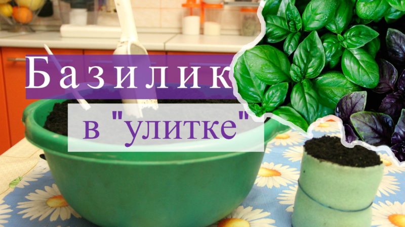 How to germinate basil seedlings in a snail correctly