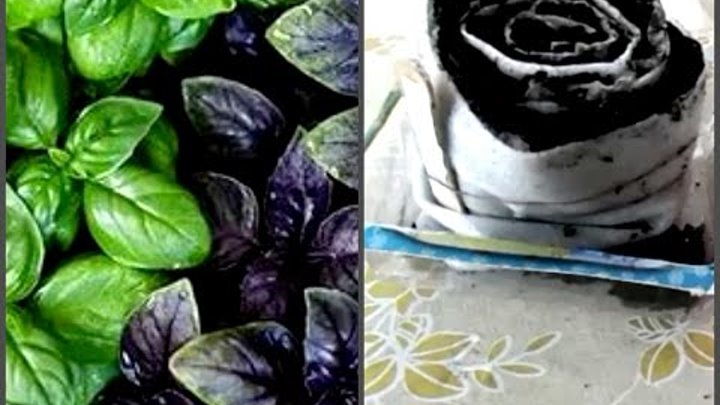 How to germinate basil seedlings in a snail correctly