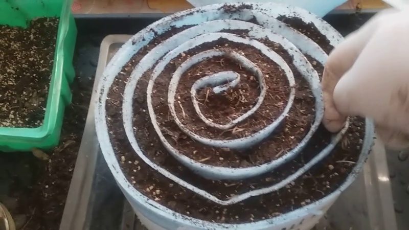How to germinate basil seedlings in a snail correctly