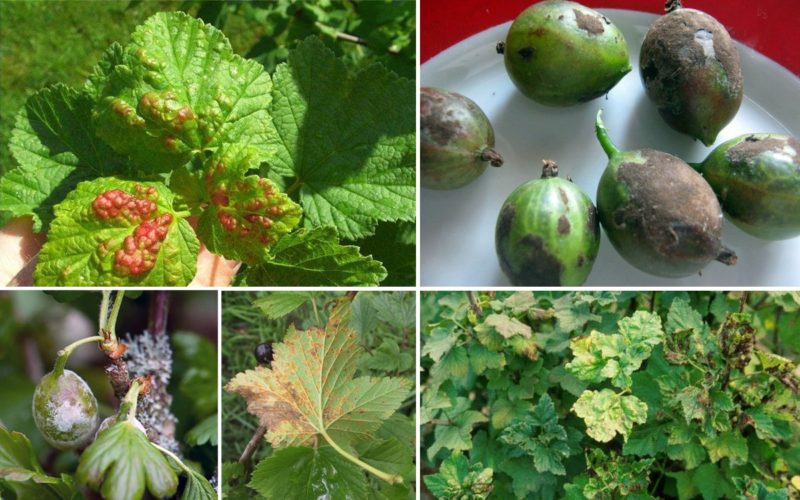 Diseases and pests of gooseberries and methods of dealing with them