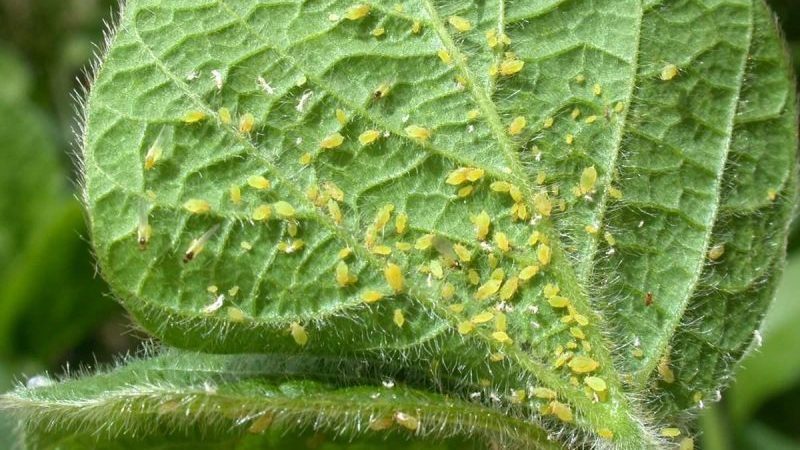 Diseases and pests of gooseberries and methods of dealing with them