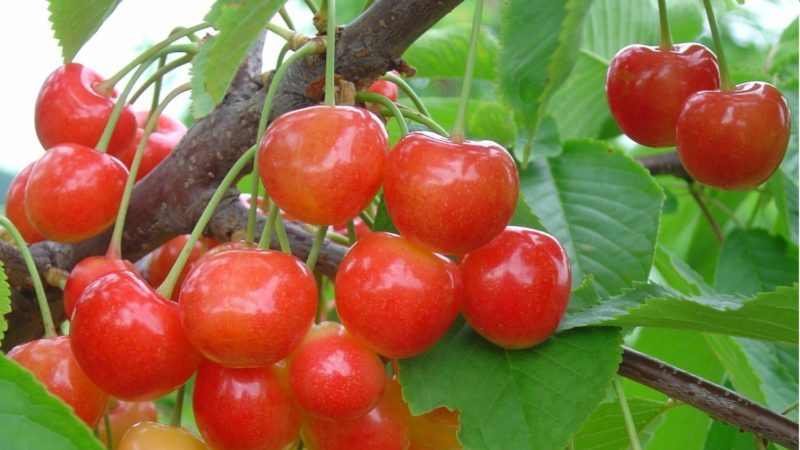 Review of the best winter-hardy sweet cherry varieties and criteria for their selection