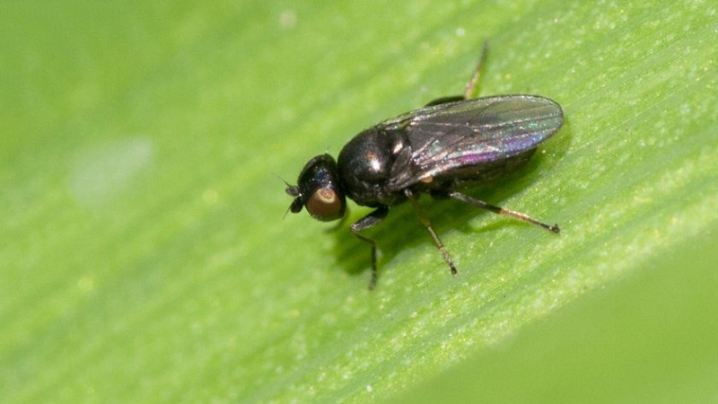 Why is the Swedish fly dangerous on winter wheat and how to deal with it and other pests of cereals