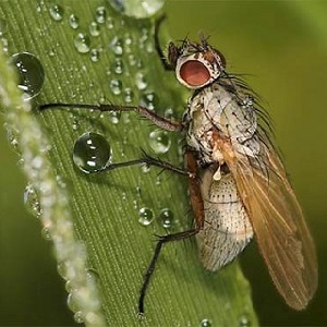 Why is the Swedish fly dangerous on winter wheat and how to deal with it and other pests of cereals