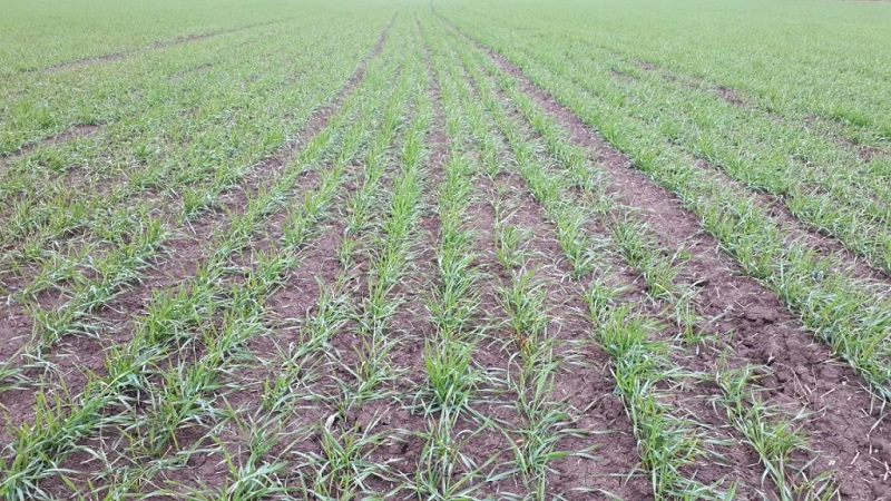 Why is the Swedish fly dangerous on winter wheat and how to deal with it and other pests of cereals