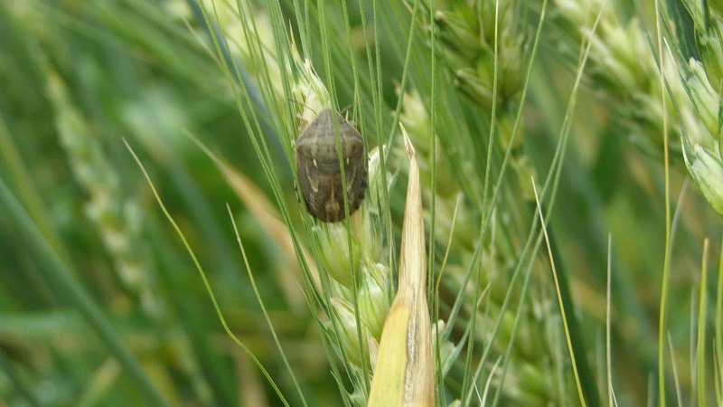 Why is the Swedish fly dangerous on winter wheat and how to deal with it and other pests of cereals