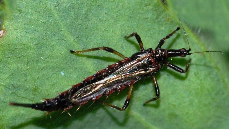 Why is the Swedish fly dangerous on winter wheat and how to deal with it and other pests of cereals