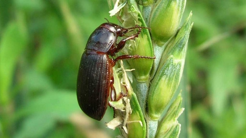 Why is the Swedish fly dangerous on winter wheat and how to deal with it and other pests of cereals