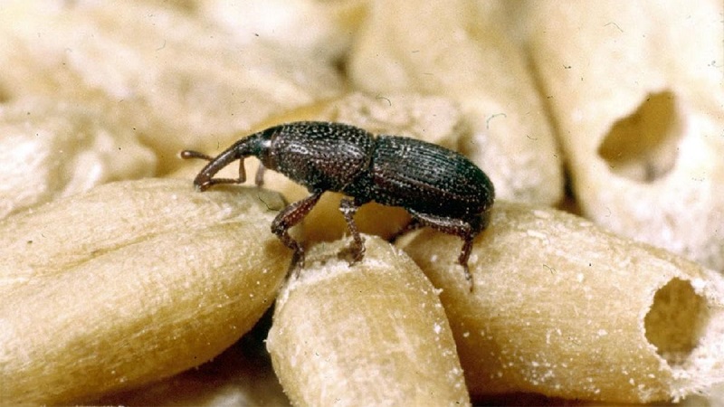 Why is the Swedish fly dangerous on winter wheat and how to deal with it and other pests of cereals