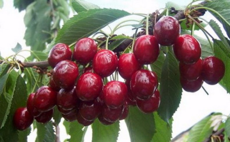 Review of the best winter-hardy sweet cherry varieties and criteria for their selection