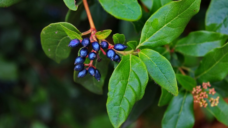 What is wild honeysuckle, where does it grow and what is it used for