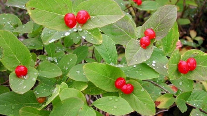 What is wild honeysuckle, where does it grow and what is it used for