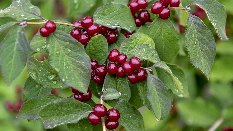 What is wild honeysuckle, where does it grow and what is it used for