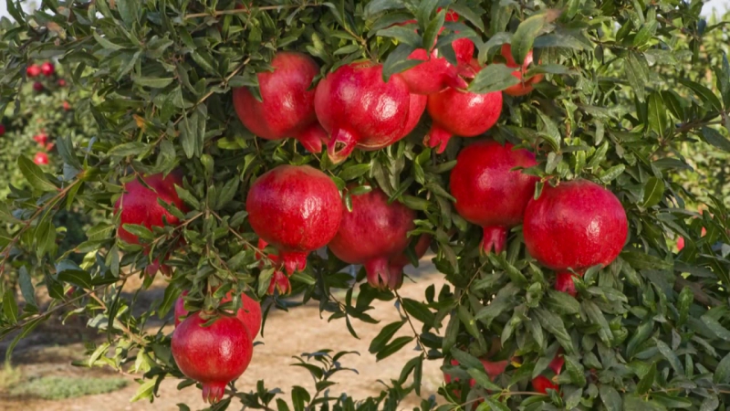 What is pomegranate, is it citrus or not?