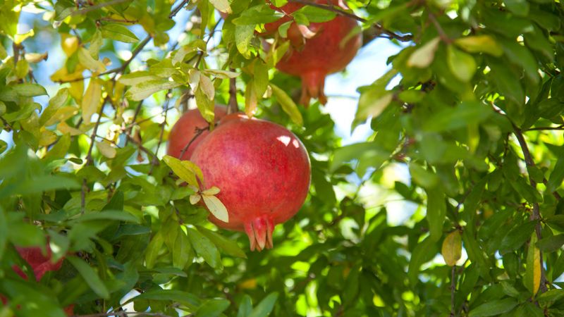 What is pomegranate, is it citrus or not?