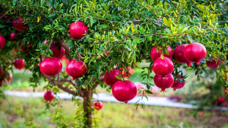 What is pomegranate, is it citrus or not?