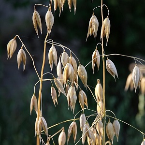 What is oats - a complete description and biological characteristics