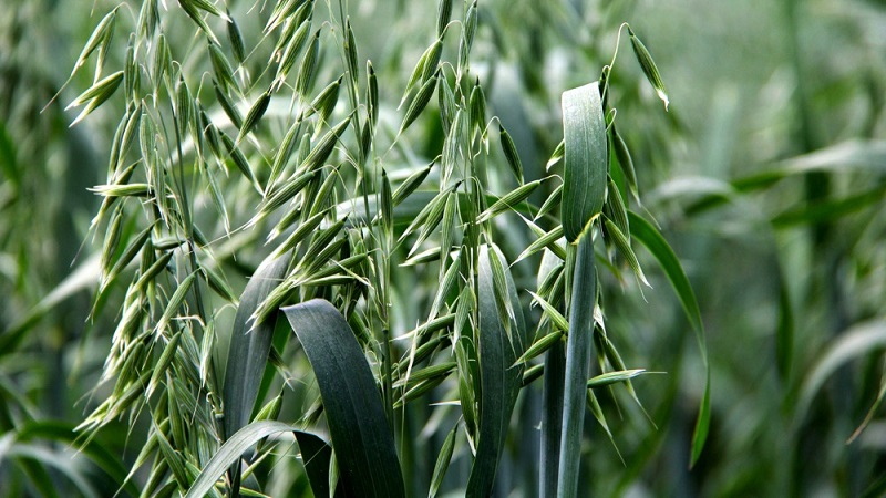 What is oats - a complete description and biological characteristics