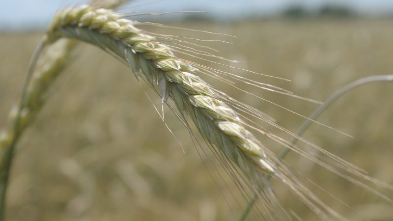 What is sown rye and what does it look like