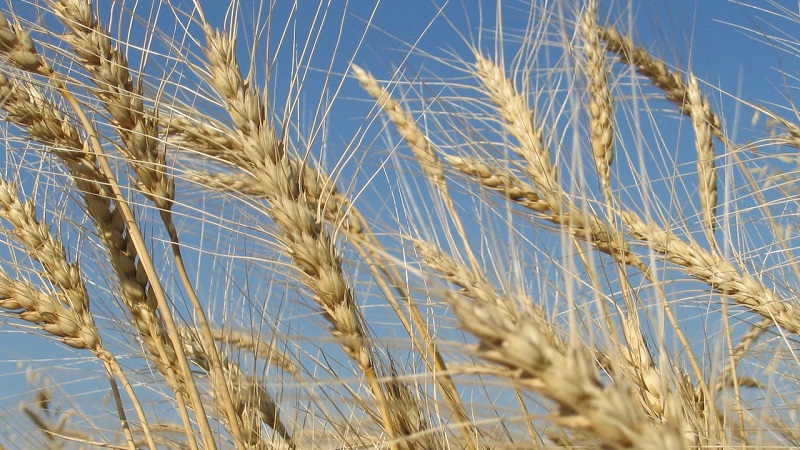 What is sown rye and what does it look like