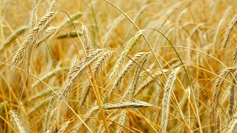 What is sown rye and what does it look like