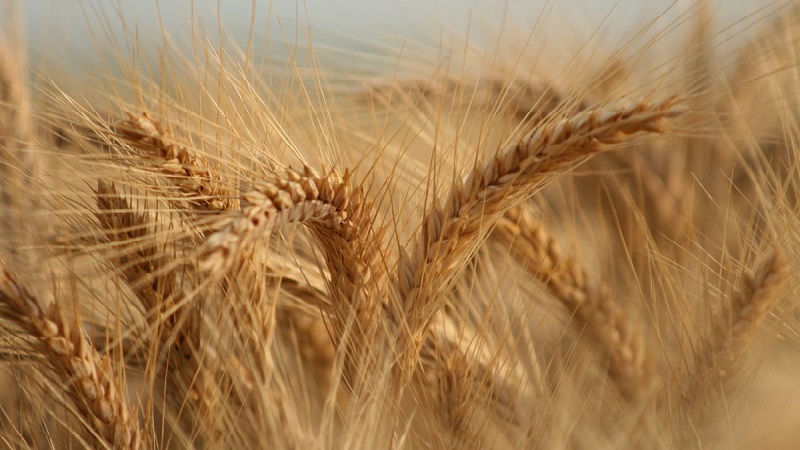 What is durum wheat: description, scope and differences from soft varieties