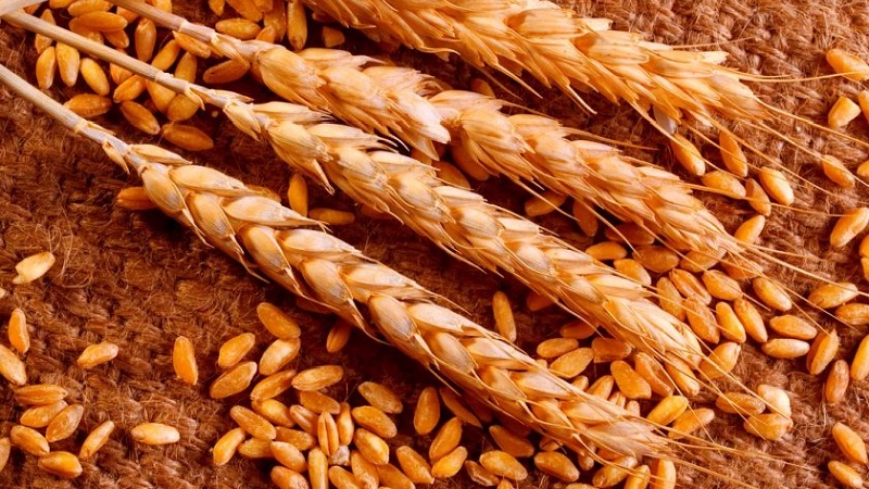 What is durum wheat: description, scope and differences from soft varieties