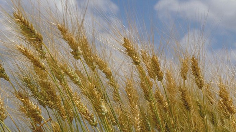 What is durum wheat: description, scope and differences from soft varieties