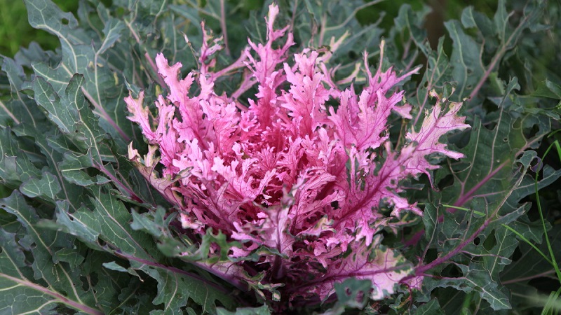 Ornamental cabbage: culture features, description of varieties with names and photos
