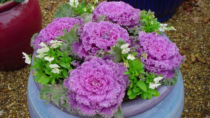 Ornamental cabbage: culture features, description of varieties with names and photos