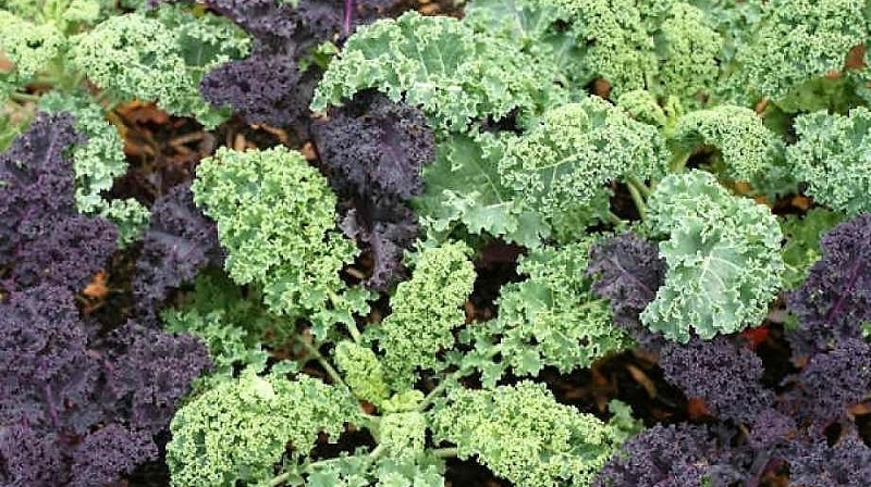 Ornamental cabbage: culture features, description of varieties with names and photos