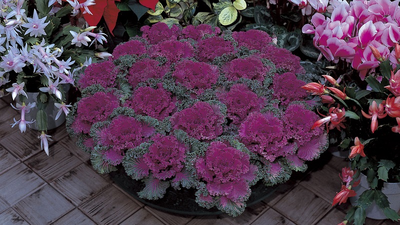 Ornamental cabbage: culture features, description of varieties with names and photos