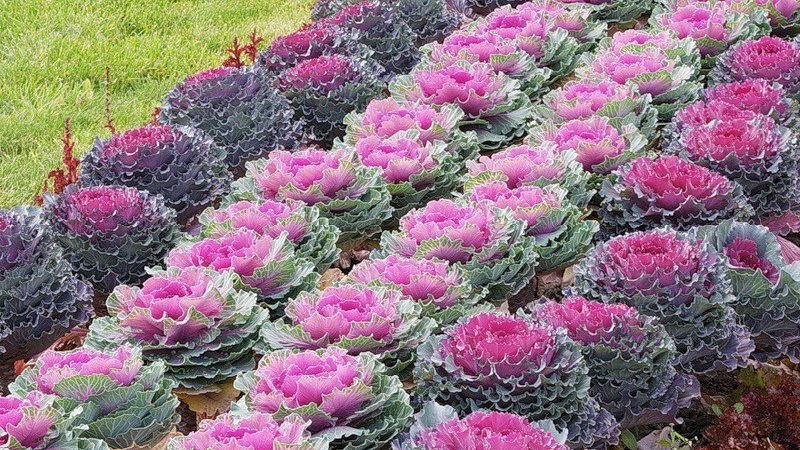 Ornamental cabbage: culture features, description of varieties with names and photos