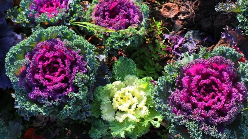 Ornamental cabbage: culture features, description of varieties with names and photos