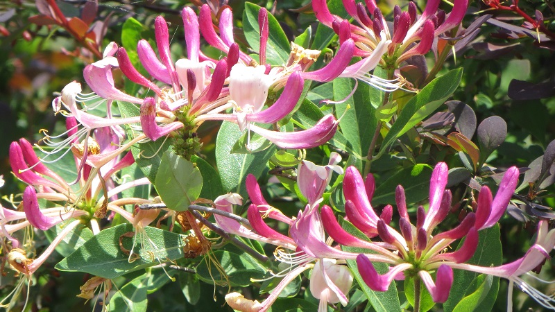 Decorative variety of honeysuckle Caprifol