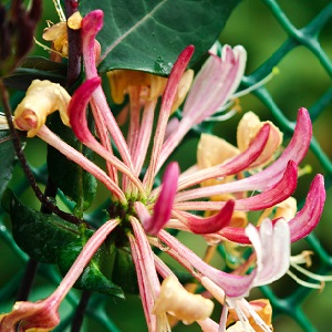 Decorative variety of honeysuckle Caprifol