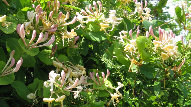 Decorative variety of honeysuckle Caprifol