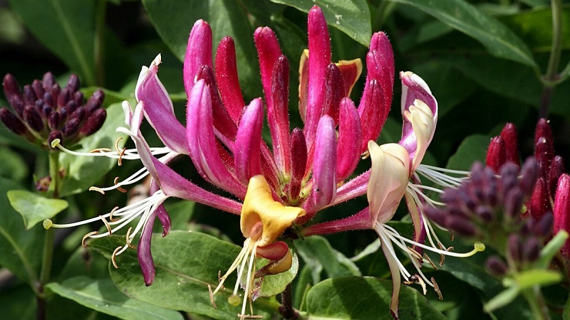 Decorative variety of honeysuckle Caprifol