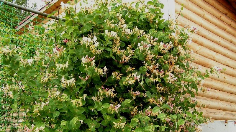 Decorative variety of honeysuckle Caprifol