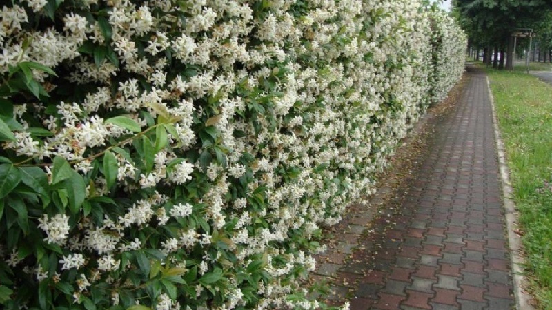 Decorative variety of honeysuckle Caprifol