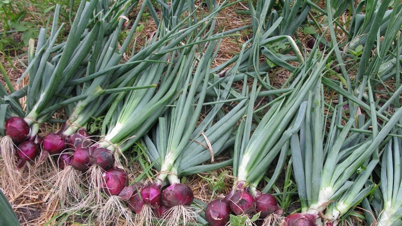 Sweet, spicy, and moderately spicy purple onions and their varieties