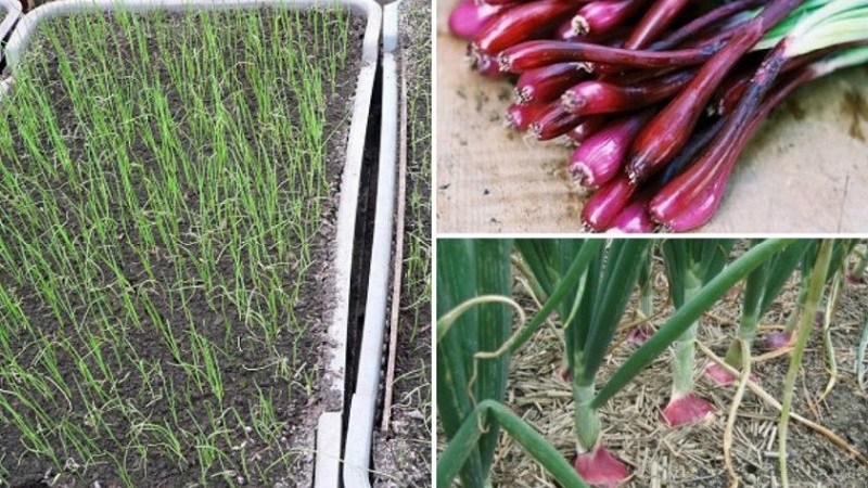 Sweet, spicy, and moderately spicy purple onions and their varieties