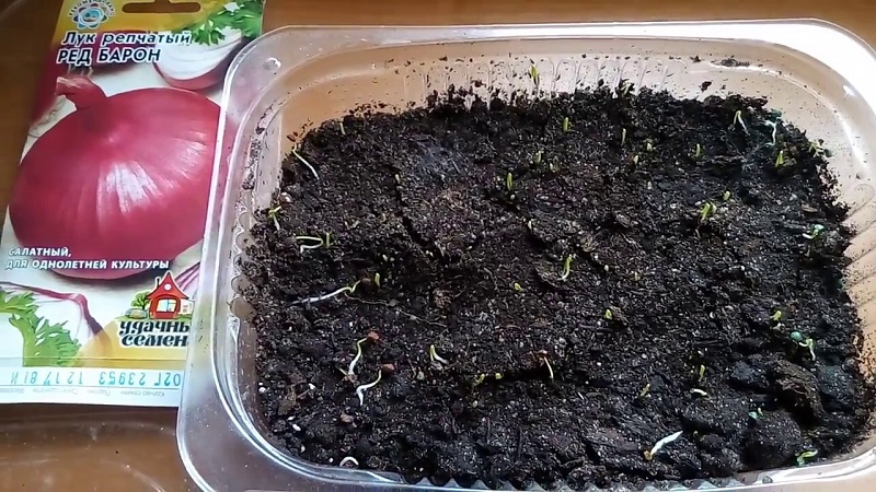 Sweet, spicy, and moderately spicy purple onions and their varieties