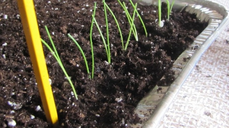 Sweet, spicy, and moderately spicy purple onions and their varieties
