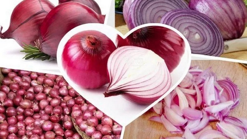 Sweet, spicy, and moderately spicy purple onions and their varieties