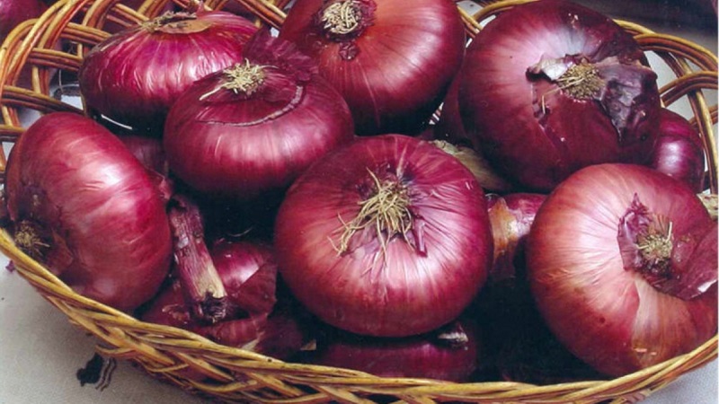 Sweet, spicy, and moderately spicy purple onions and their varieties