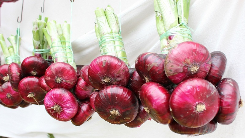 Sweet, spicy, and moderately spicy purple onions and their varieties